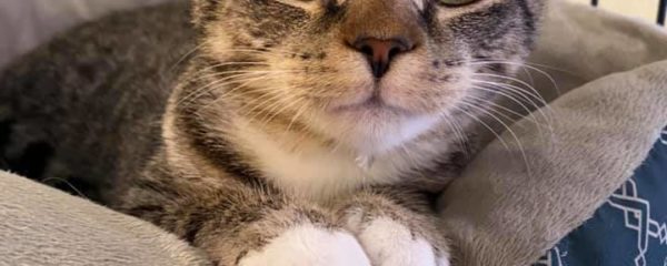 Next Step Adoption Center Closure