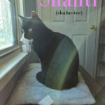 Shanti