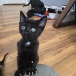 Damai -- ADOPTION PENDING