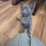 Lahna -- ADOPTION PENDING