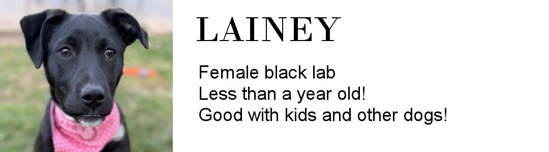 Lainey